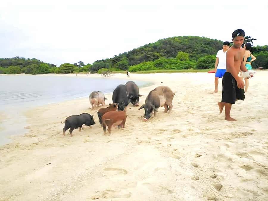 Koh Samui: Pig Island & Koh Tan Longtail Boat with Snorkel - Who Is This Tour Best For?