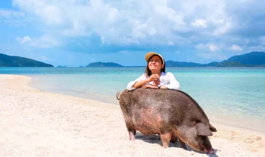 Koh Samui: Pink Dolphin, Pig Island, and Snorkeling Day Trip - Dolphin Spotting at Khanom: The Star of the Day