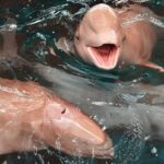 Koh Samui: Pink Dolphin Watching & Snorkeling Tour - The Good, the Bad, and the Sometimes Crowded