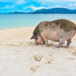 Koh Samui: Private Island Hopping Boat Tour - The Experience in Detail