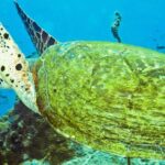 Koh Tao and Koh Nang Yuan Snorkel Tour (Speedboat from Koh Samui) - What Do Travelers Say? Real Insights