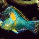 Koh Tao and Nangyuan Snorkeling Tour with Lunch by Catamaran - Potential Drawbacks or Considerations