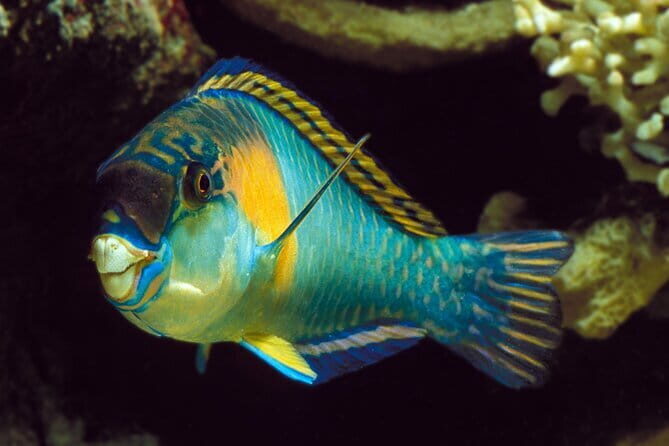 Koh Tao and Nangyuan Snorkeling Tour with Lunch by Catamaran - Is This Tour Worth the Price?