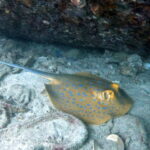 Koh Tao: Snorkeling and Sunset Tour - Why This Tour Offers Great Value