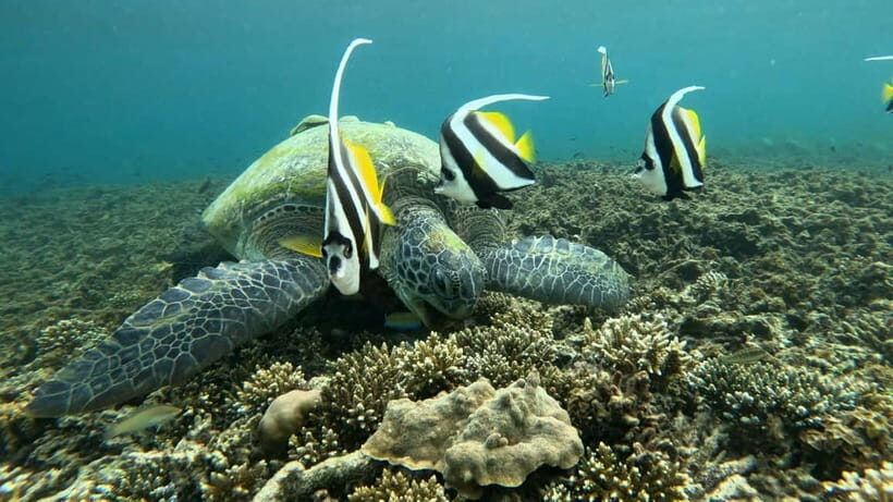 Koh Tao: Snorkeling and Sunset Tour - The Sum Up