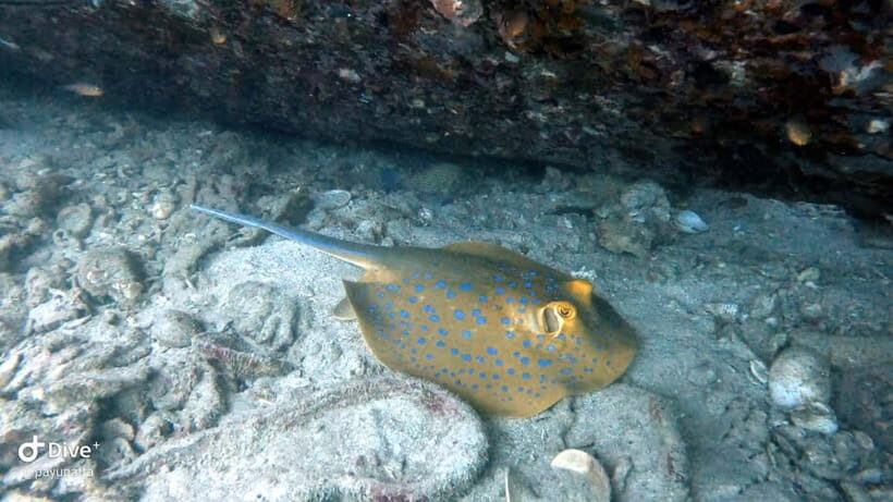 Koh Tao: Snorkeling and Sunset Tour - Why This Tour Offers Great Value