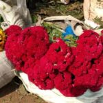 Kolkata: Half-Day Morning Tour w/ Flower Market - Exploring the Itinerary in Detail