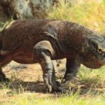 Komodo Island 2 Days 1 Night Tour with Flights from Bali - An In-Depth Look at the Komodo Island 2-Day Tour