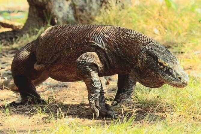 Komodo Island 2 Days 1 Night Tour with Flights from Bali - An In-Depth Look at the Komodo Island 2-Day Tour