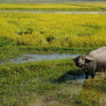 Kompong Kleang Village and Tonle Sab Lake - What’s Included and What to Consider