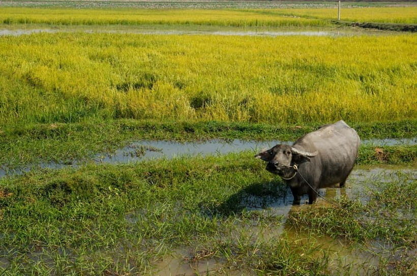 Kompong Kleang Village and Tonle Sab Lake - What’s Included and What to Consider