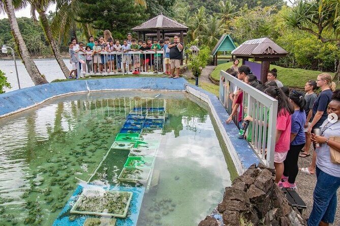 Koror City Tour - Practical Details and Tips  