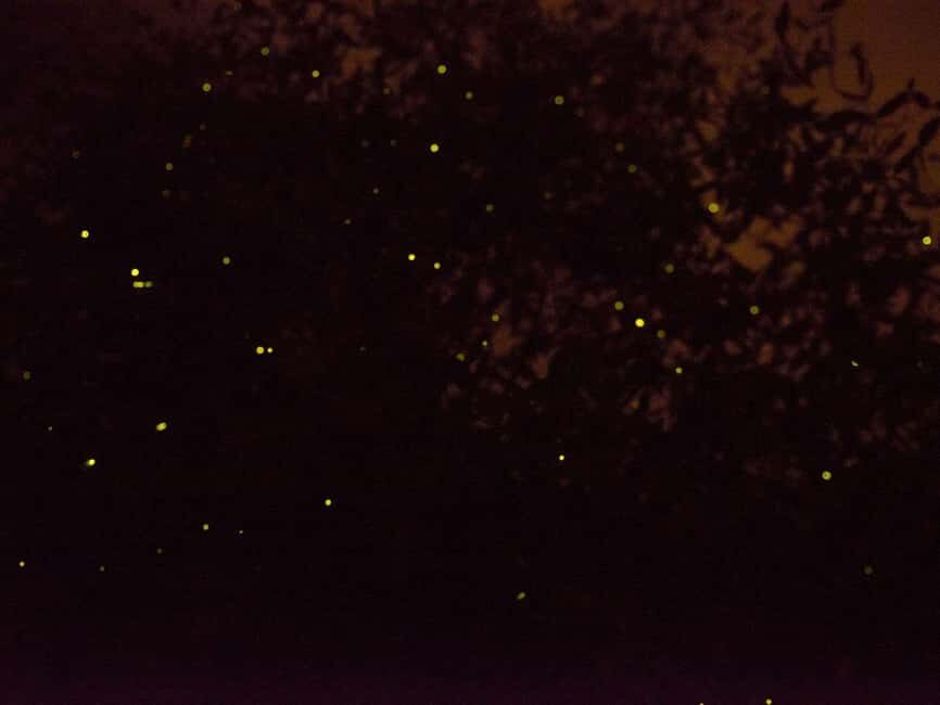 Kota Kinabalu: Klias River Cruise with Dinner and Fireflies - Deep Dive into the Details