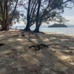Kota Kinabalu: Manukan & Sapi Islands Snorkeling with Lunch - What to Expect: Detailed Breakdown