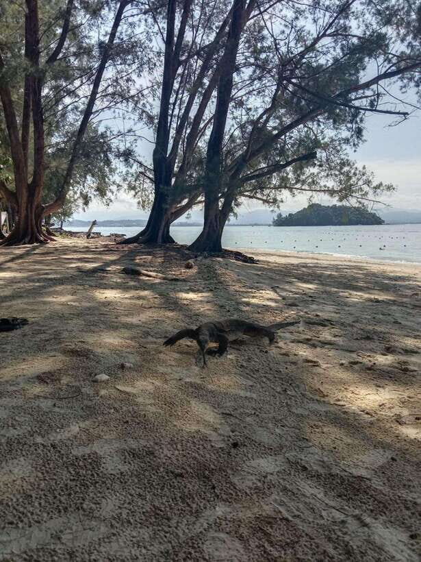 Kota Kinabalu: Manukan & Sapi Islands Snorkeling with Lunch - What to Expect: Detailed Breakdown