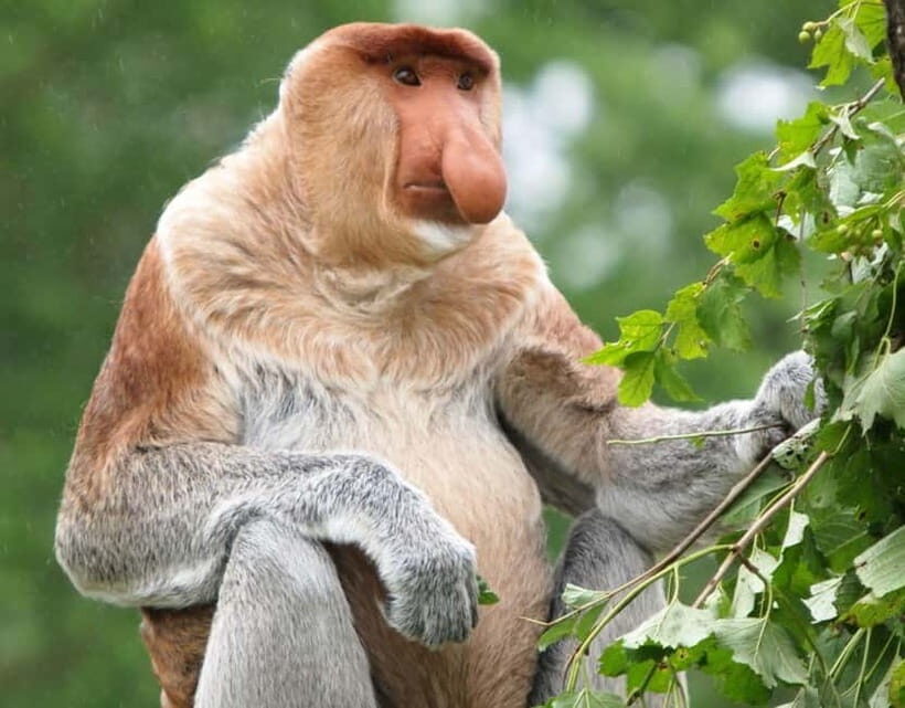 Kota Kinabalu: Mari Mari Village & Bongawan Cruise Package - Why This Tour Stands Out