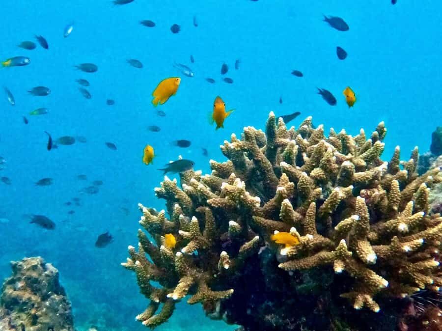 Krabi: Beat the Rush Early Bird 7 Islands & Railay Longtail - Who Is This Tour Best For?