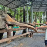 Krabi: Elephant Feeding Program with Food Preparation - What You Can Expect from the Experience