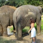 Krabi Elephant Sanctuary and Emerald Pool Adventure - Transportation and Logistics: Comfort and Convenience