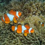 Krabi: Similan Islands Day Trip by Speedboat with Lunch - What You’ll Love About This Tour