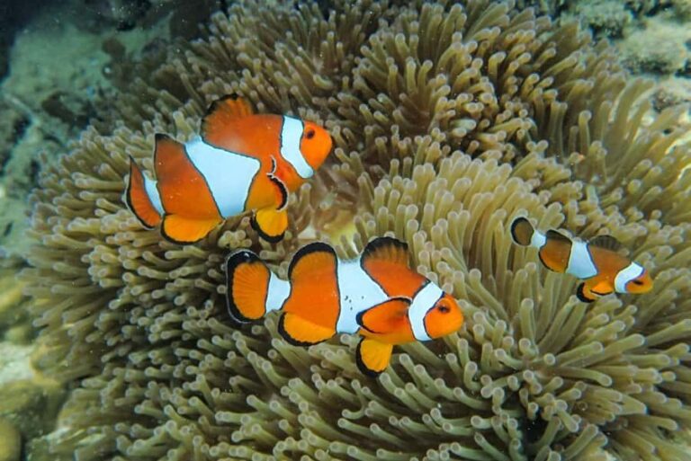 Krabi: Similan Islands Day Trip by Speedboat with Lunch - What You’ll Love About This Tour