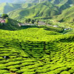 Kuala Lumpur: Cameron Highlands Private Day Tour - An In-Depth Look at the Cameron Highlands Private Tour