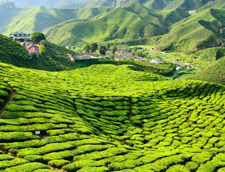 Kuala Lumpur: Cameron Highlands Private Day Tour - An In-Depth Look at the Cameron Highlands Private Tour