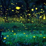 Kuala Lumpur: Fireflies Tour with Dinner and Hotel Pickup - Exploring the Itinerary in Detail