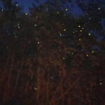 Kuala Lumpur: Kuala Selangor Fireflies and Blue Tears Tour - Why This Tour Offers Value