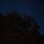 Kuala Lumpur: Kuala Selangor Fireflies and Blue Tears Tour - Who Will Love This Tour?