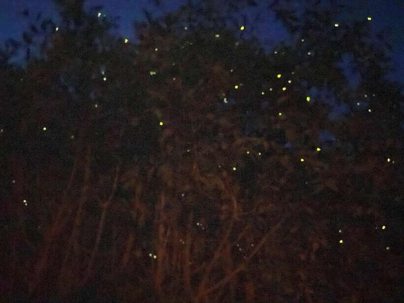 Kuala Lumpur: Kuala Selangor Fireflies and Blue Tears Tour - Why This Tour Offers Value
