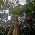 Kuala Lumpur: Taman Negara Tour w/Lata Berkoh Falls & Lunch - Transportation and Group Dynamics