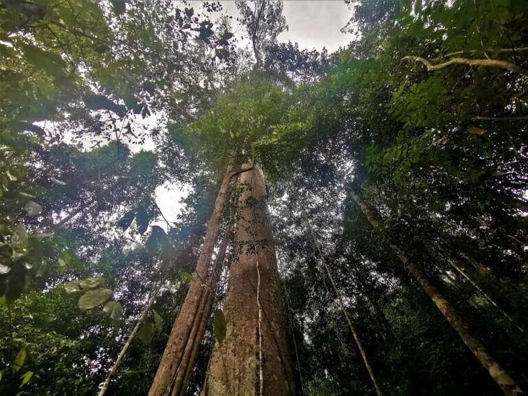 Kuala Lumpur: Taman Negara Tour w/Lata Berkoh Falls & Lunch - Transportation and Group Dynamics