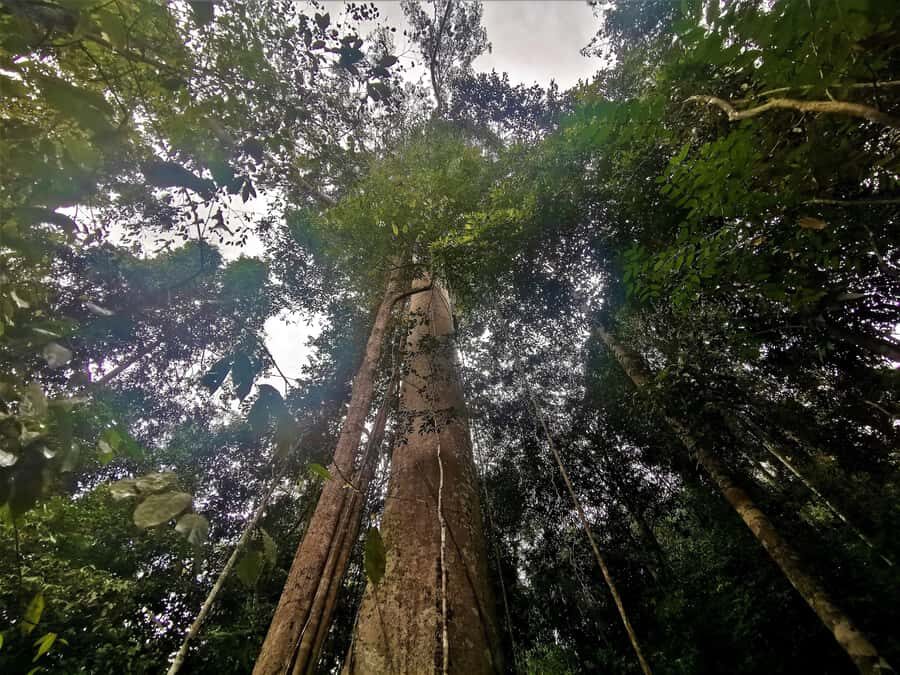 Kuala Lumpur: Taman Negara Tour w/Lata Berkoh Falls & Lunch - Transportation and Group Dynamics