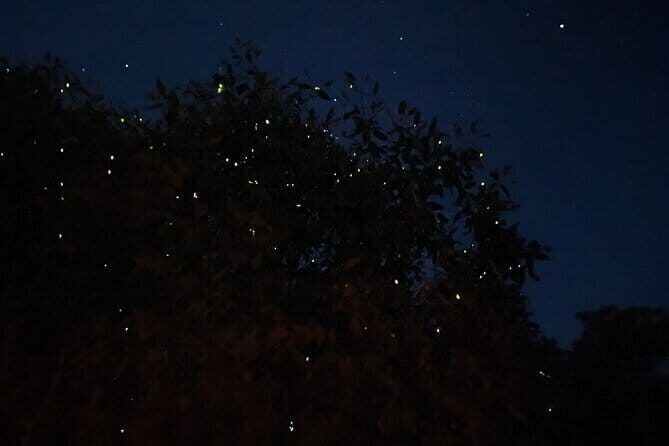 Kuala Selangor Fireflies and Blue Tears Tour with Dinner (SIC) - Exploring the Full Day in Kuala Selangor