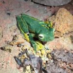 Kubah National Park: Night Frog Adventure - What to Expect: A Step-by-Step Overview