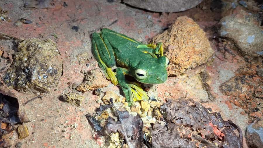 Kubah National Park: Night Frog Adventure - What to Expect: A Step-by-Step Overview