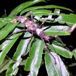 KUBAH NIGHT WALK : FROGGING & NOCTURNAL WILDLIFE - The Itinerary Breakdown: What to Expect