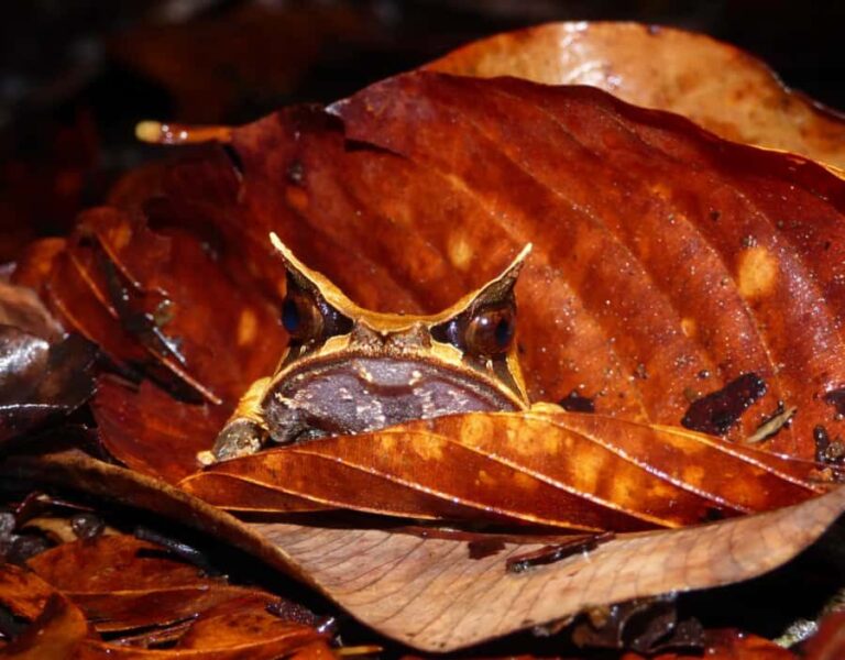 KUBAH NIGHT WALK : FROGGING & NOCTURNAL WILDLIFE - Practical Details and Value