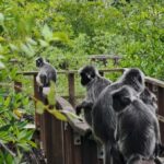 Kuching: 3 Day Adventure Tour - Permai Rainforest Resort: Relaxation in the Canopy