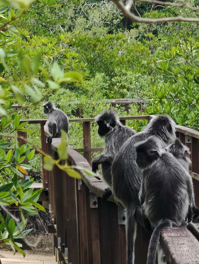 Kuching: 3 Day Adventure Tour - Permai Rainforest Resort: Relaxation in the Canopy