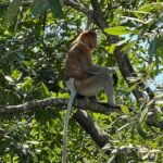 Kuching: Bako National Park 2-Day Wildlife Tour - The Itinerary Breakdown