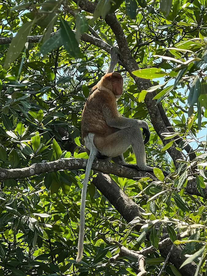 Kuching: Bako National Park 2-Day Wildlife Tour - The Itinerary Breakdown