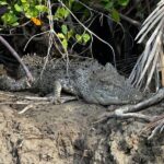 Kuching Mangrove Wildlife and Fireflies (Private Tour) - Practical Tips for a Great Experience
