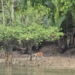 Kuching Mangrove Wildlife and Fireflies (Private Tour) - The Logistics: What’s Included and Practicalities
