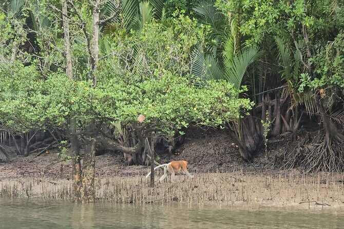 Kuching Mangrove Wildlife and Fireflies (Private Tour) - The Logistics: What’s Included and Practicalities