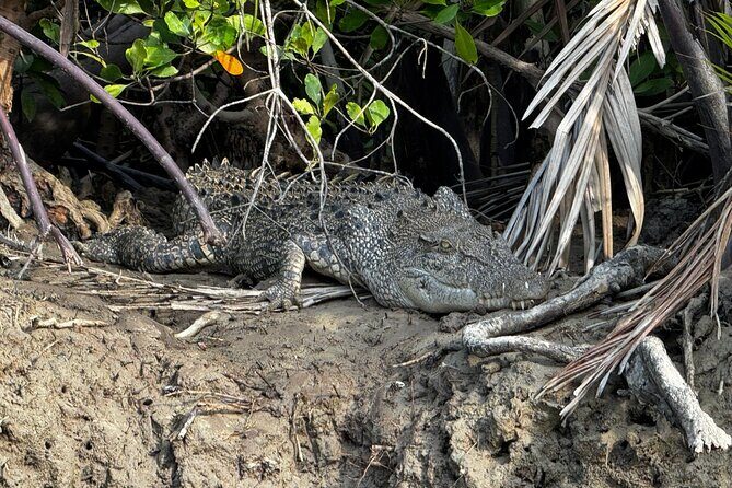 Kuching Mangrove Wildlife and Fireflies (Private Tour) - Practical Tips for a Great Experience