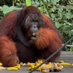 Kuching Orangutan & Bidayuh Longhouse - The Itinerary in Detail: What to Expect