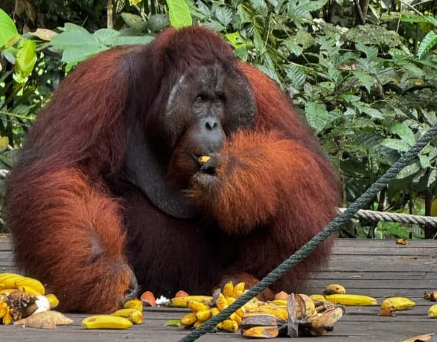 Kuching Orangutan & Bidayuh Longhouse - The Itinerary in Detail: What to Expect