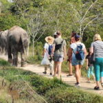 Kulen Elephant Forest and Banteay Srei Temple Tour - An In-Depth Look at the Experience
